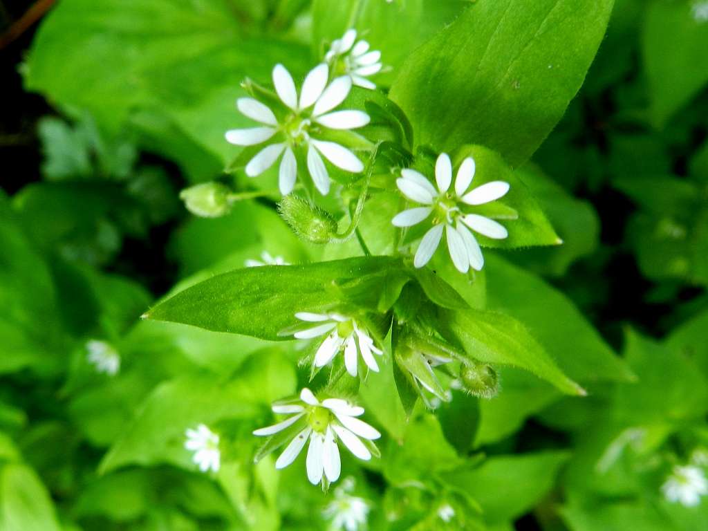 Stellaria neglecta ( Caryophyllaceae)